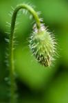 Poppy Flower Bud