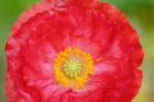 Red Poppy Flower