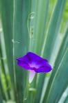 Purple Morning Glory