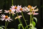 Purple Coneflowers 1