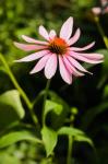 Purple Coneflowers 2