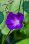 Purple Morning Glory 1