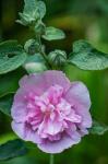 Pink Hollyhock