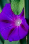 Purple Morning Glory