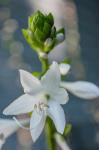 Hosta Bloom