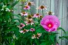 Summer Garden Flowers 1