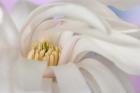 Detail of star magnolia flower