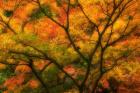 Maple Tree In Autumn