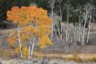 Late Autumn Aspens