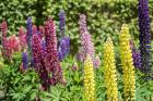 Colorful Lupines