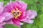 Pink Mountain Peony