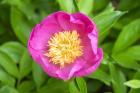 Peony Janice