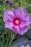 Pink Hibiscus