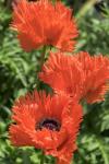 Orange Oriental Poppies