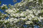 White Dogwood Tree