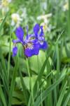 Purple Siberian Iris