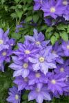 Purple Clematis 1