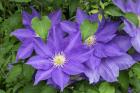 Purple Clematis 2