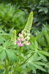 Pink Lupine