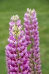 Pink Lupine