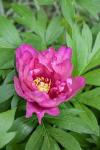 Pink Peony