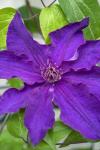 Purple Clematis 1