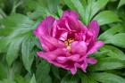 Pink Peony