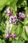 Purple And White Columbine