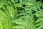 Green Fern