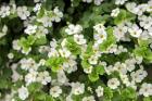 White Bacopa