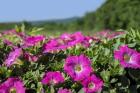 Pink Petunias, New England