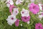 Pink And White Petunias