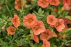 Orange Million Bells, Calibrachoa