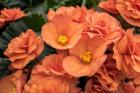 Orange Tuberous Begonia