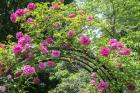 Arbor Of Pink Roses