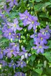 Purple Clematis 2