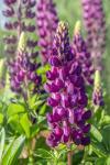 Purple Lupine