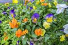 Pansies With Morning Dew