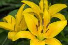 Yellow Daylily