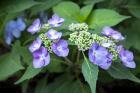 Blue Lacecap Hydrangea