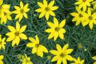 Coreopsis