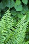 Boston Fern