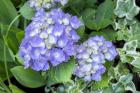 Purple Mophead Hydrangea