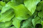 Hosta Plant