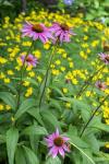 Purple Coneflower