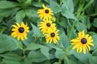 Black-Eyed Susan