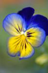 Blue And Yellow Pansy