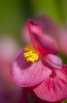 Pink Begonia