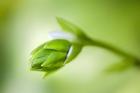 Hosta Flower Bud