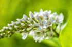 Gooseneck Yellow Loosestrife